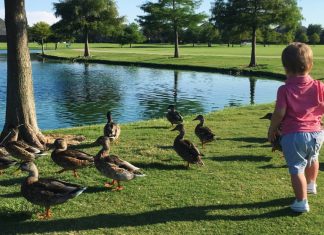 child at pond with ducks, Frisco play date ideas