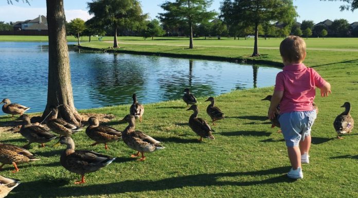 child at pond with ducks, Frisco play date ideas