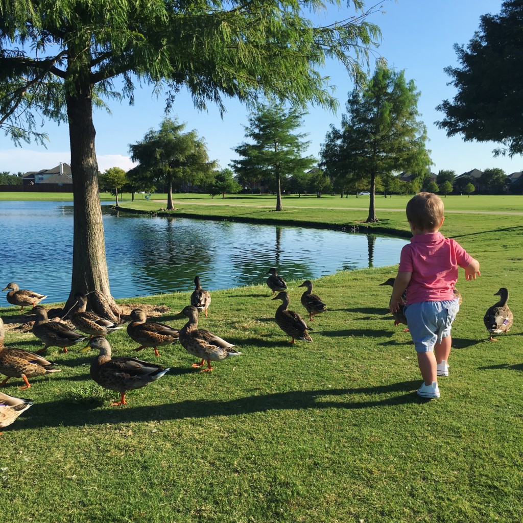 child at pond with ducks, free play date in Allen Celebration Park 