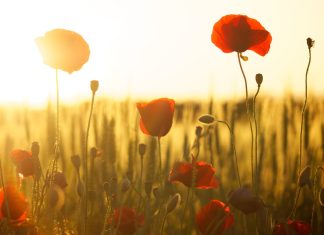 sunrise in a poppy field