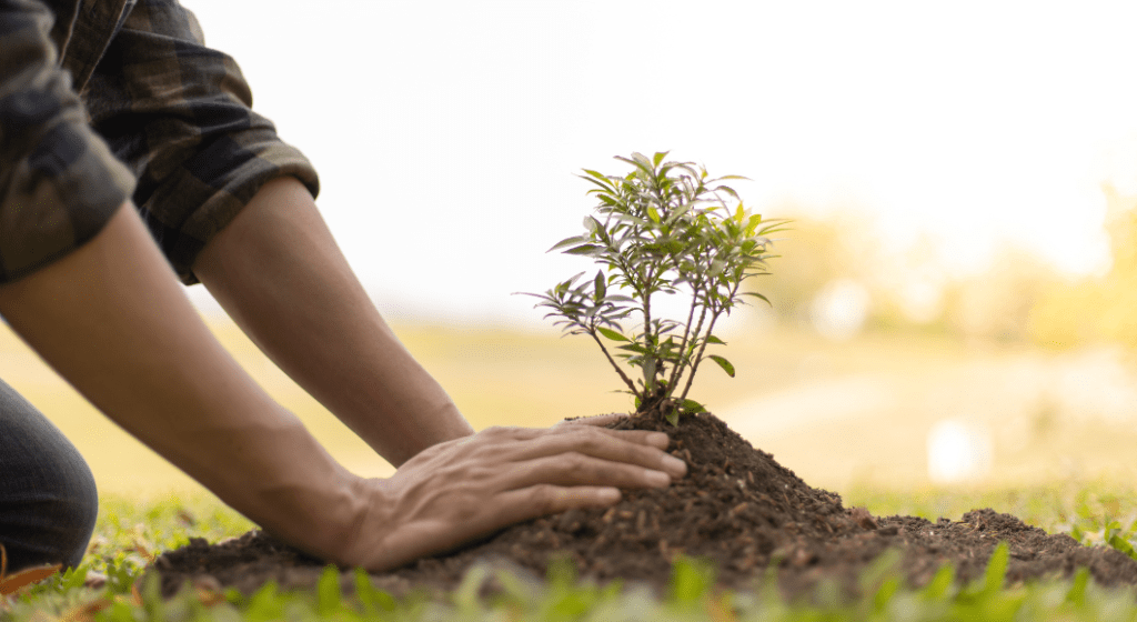 A woman's hands plant a small tree in the soil.