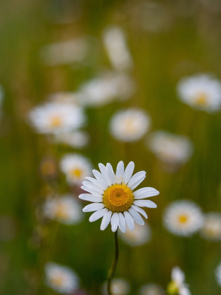 daisy, ways to simplify your life