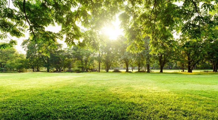 a green field surrouned by trees in the sunlight
