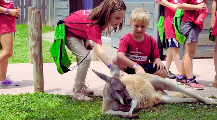 kids on a field trip petting a kangaroo, Lionheart Trailblazers Summer Club