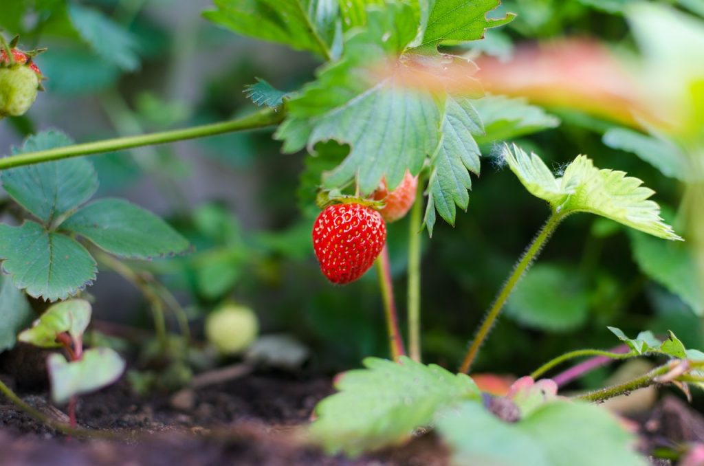 small strawberry plant, starting a garden in collin county