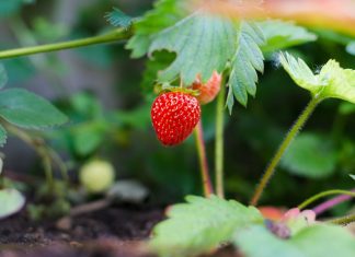 small strawberry plant, gardening in collin county