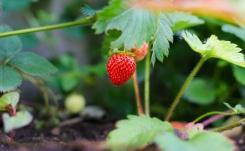 small strawberry plant, gardening in collin county