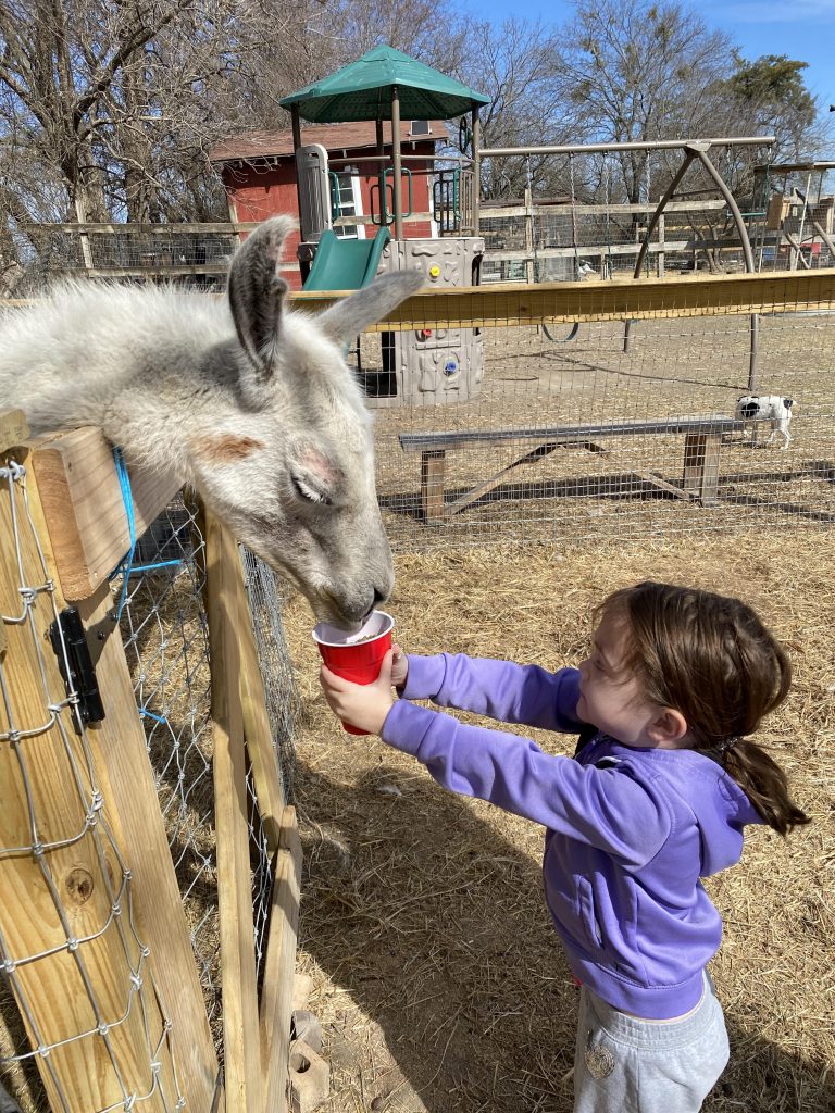 Family Friendly farms with petting zoos in north texas picture taken at cathys critters