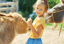 Little girl plays with donkeys on a farm