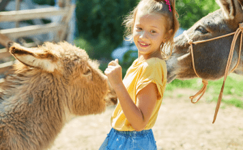 Little girl plays with donkeys on a farm