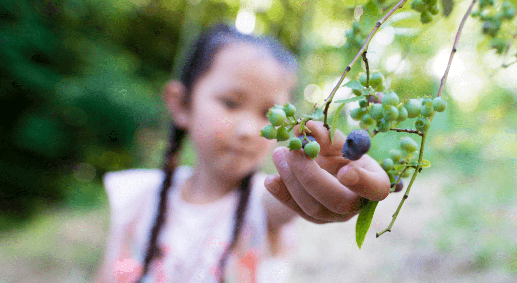 Little girl picks blueberries from a bush.