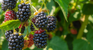 Juicy blackberries on the vine.