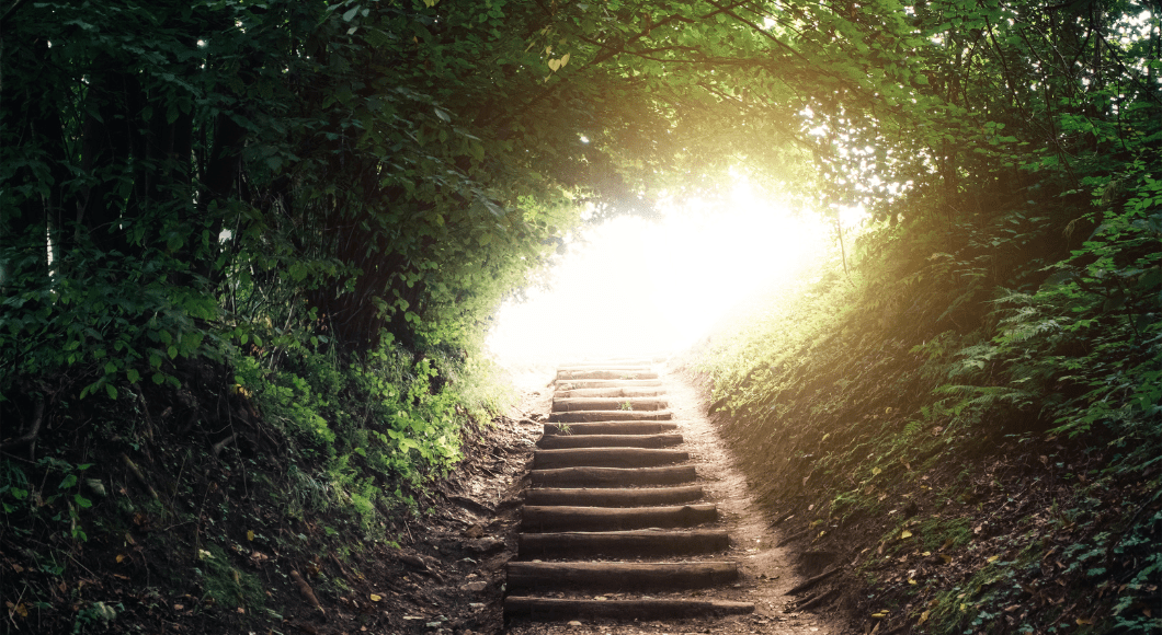 A path of stairs surrounded by greenery.